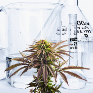 cannabis analytical testing