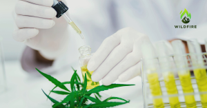 maine cannabis test requirements with us