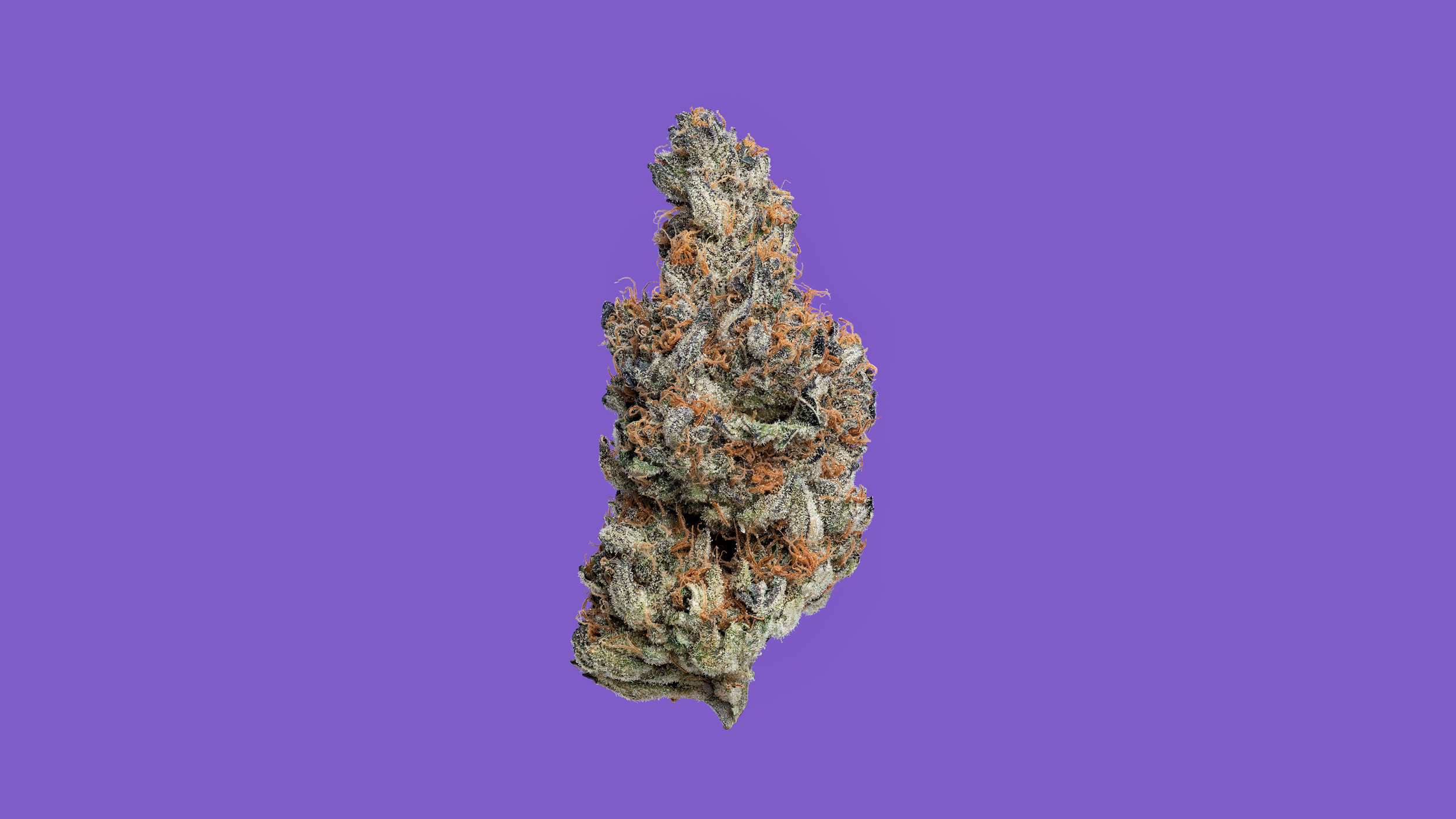Purple Sunset Cannabis in Central Maine